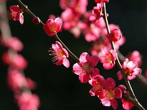 梅花寓意|梅花花語和象徵意義